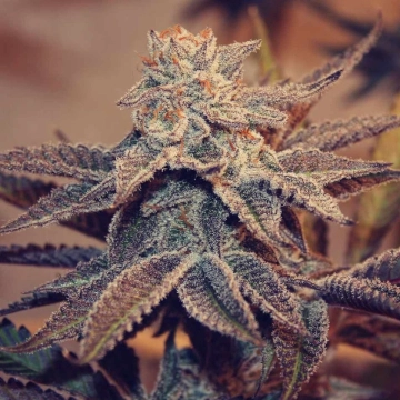 Frozay x Peach Ozz Cannabisblüte – gewachsen aus Feminisierte Hanfsamen von Perfect Tree Seeds