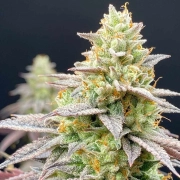 Perfect Triangle x Peach Ozz Cannabisblüte – gewachsen aus Feminisierte Hanfsamen von Perfect Tree Seeds