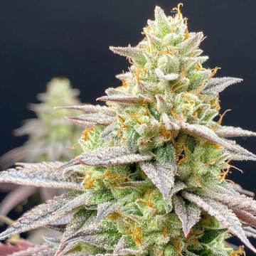 Perfect Triangle x Peach Ozz Cannabisblüte – gewachsen aus Feminisierte Hanfsamen von Perfect Tree Seeds