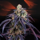 Loukoum Cannabisblüte – gewachsen aus Feminisierte Hanfsamen von Perfect Tree Seeds
