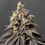 Kush Mints x Peach Ozz Cannabisblüte – gewachsen aus Feminisierte Hanfsamen von Perfect Tree Seeds
