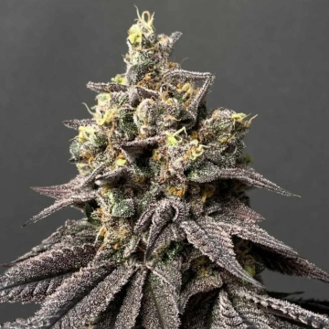Kush Mints x Peach Ozz Cannabisblüte – gewachsen aus Feminisierte Hanfsamen von Perfect Tree Seeds