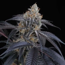 Peach Lassi Cannabisblüte – gewachsen aus Feminisierte Hanfsamen von Perfect Tree Seeds