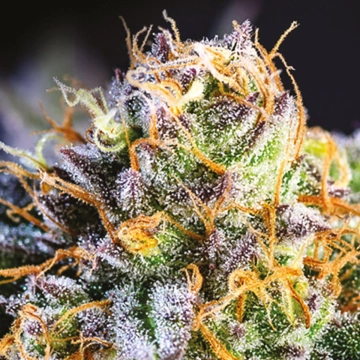 Yuhbary Cannabisblüte – gewachsen aus Feminisierte Hanfsamen von Anesia Seeds