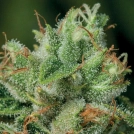 Afghanica Cannabisblüte – gewachsen aus Feminisierte Hanfsamen von Anesia Seeds
