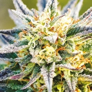 Congo Cannabisblüte – gewachsen aus Feminisierte Hanfsamen von Anesia Seeds