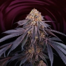 Chantilly Cannabisblüte – gewachsen aus Feminisierte Hanfsamen von Perfect Tree Seeds
