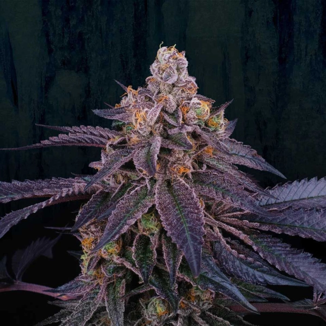 Granita – Perfect Tree Seeds – Feminisiert