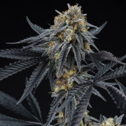 Peach Sherbert OG Feminized Cannabisblüte – gewachsen aus Feminisierte Hanfsamen von Perfect Tree Seeds