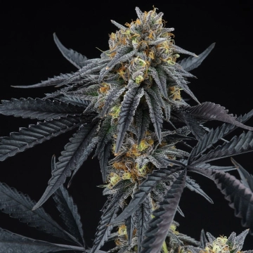 Peach Sherbert OG Feminized Cannabisblüte – gewachsen aus Feminisierte Hanfsamen von Perfect Tree Seeds
