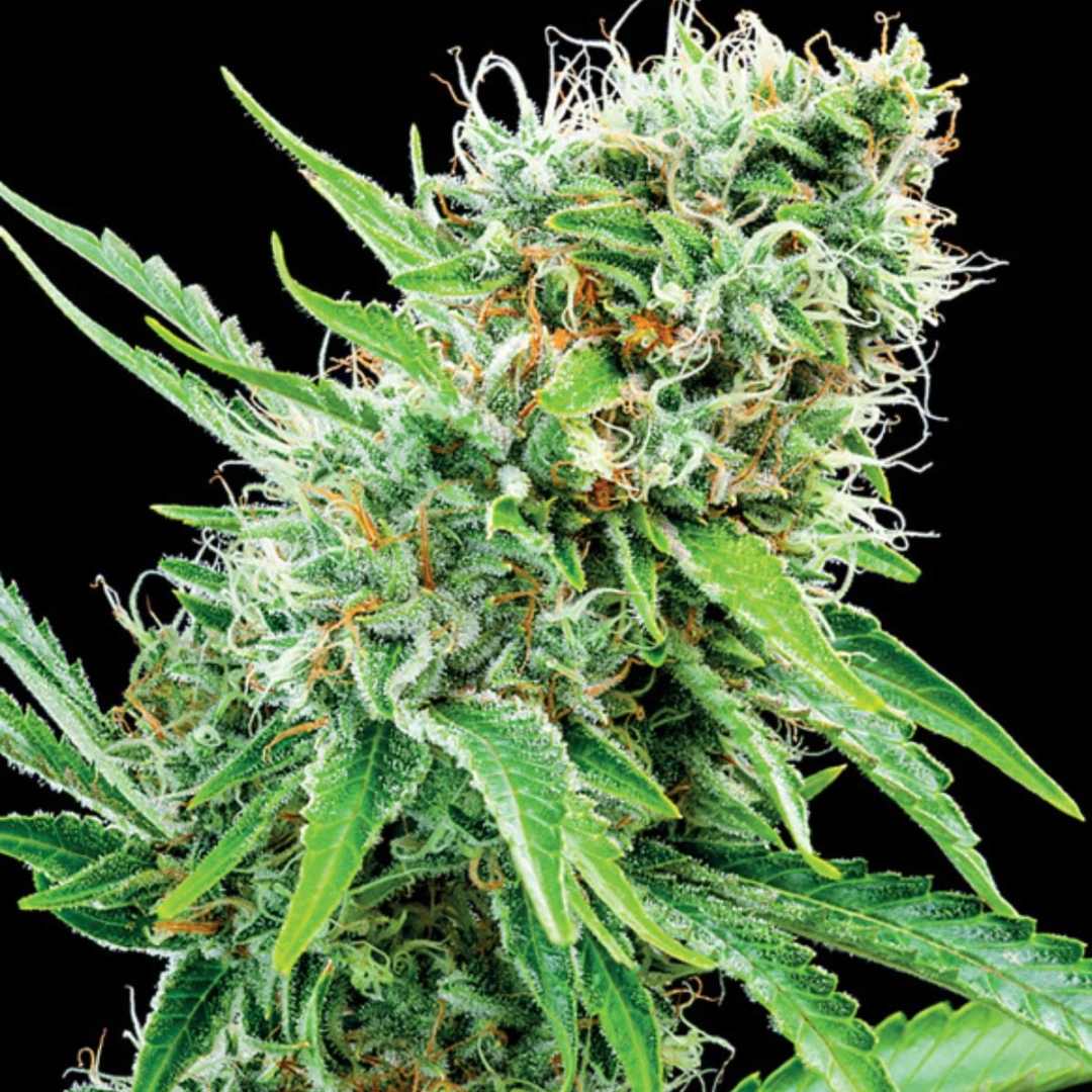 Copacobana – Anesia Seeds – Feminisiert