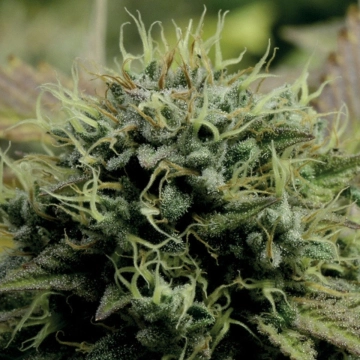 Hindu Kush Cannabisblüte – gewachsen aus Feminisierte Hanfsamen von Anesia Seeds