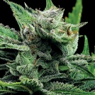 Malawi Gold Cannabisblüte – gewachsen aus Feminisierte Hanfsamen von Anesia Seeds