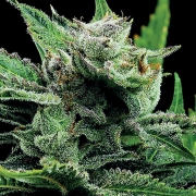 Malawi Gold Cannabisblüte – gewachsen aus Feminisierte Hanfsamen von Anesia Seeds