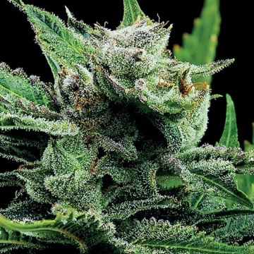 Malawi Gold Cannabisblüte – gewachsen aus Feminisierte Hanfsamen von Anesia Seeds