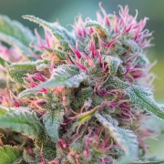 Panama Red Cannabisblüte – gewachsen aus Feminisierte Hanfsamen von Anesia Seeds