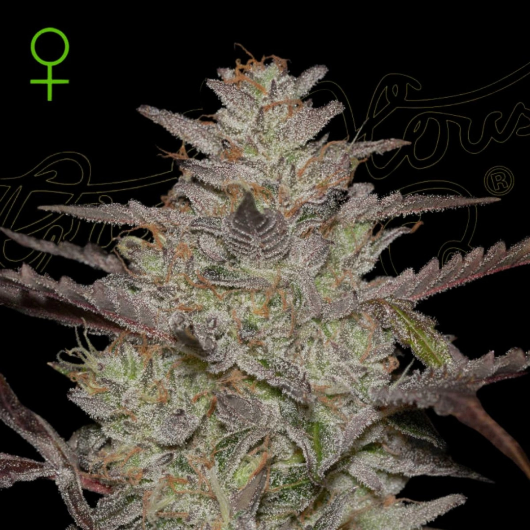 ALIENZ AUTO – Greenhouse Seed Co – Autoflowering