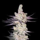 RAZUBERI Cannabisblüte – gewachsen aus Feminisierte Hanfsamen von Greenhouse Seed Co