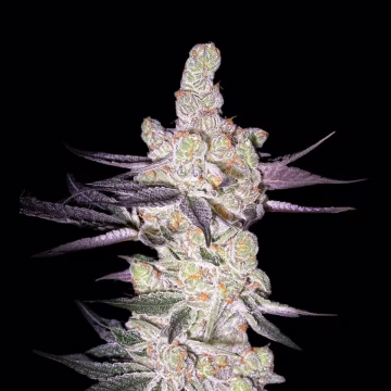 RAZUBERI Cannabisblüte – gewachsen aus Feminisierte Hanfsamen von Greenhouse Seed Co