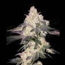 MOWEETO Cannabisblüte – gewachsen aus Feminisierte Hanfsamen von Greenhouse Seed Co