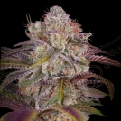 GRAN JEFA Cannabisblüte – gewachsen aus Feminisierte Hanfsamen von Greenhouse Seed Co