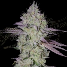 ZTRAWBERRY Cannabisblüte – gewachsen aus Feminisierte Hanfsamen von Greenhouse Seed Co