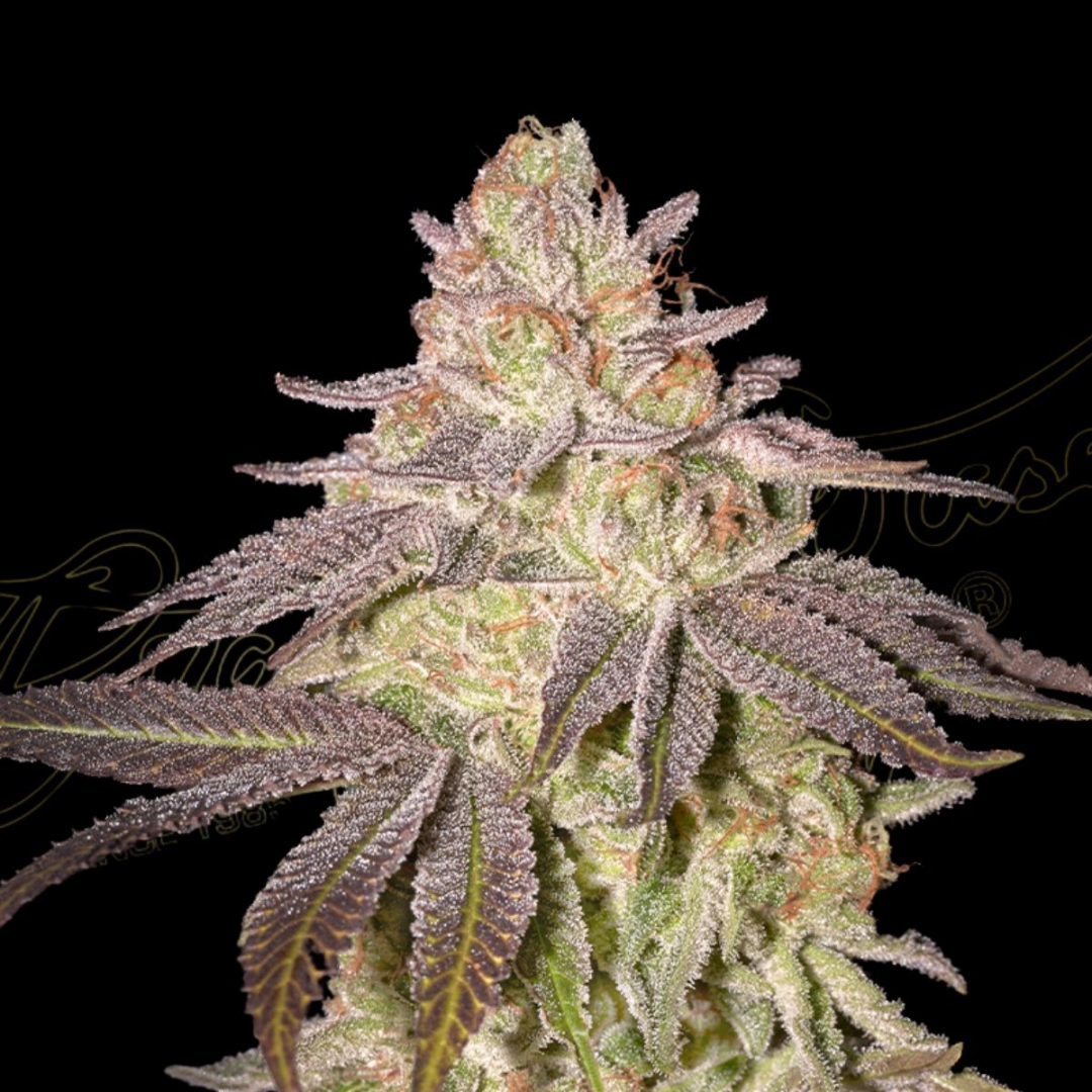 BLACK TOFFEE AUTO – Greenhouse Seed Co – Autoflowering