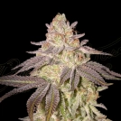 BLACK TOFFEE AUTO Cannabisblüte – gewachsen aus Automatic Hanfsamen von Greenhouse Seed Co