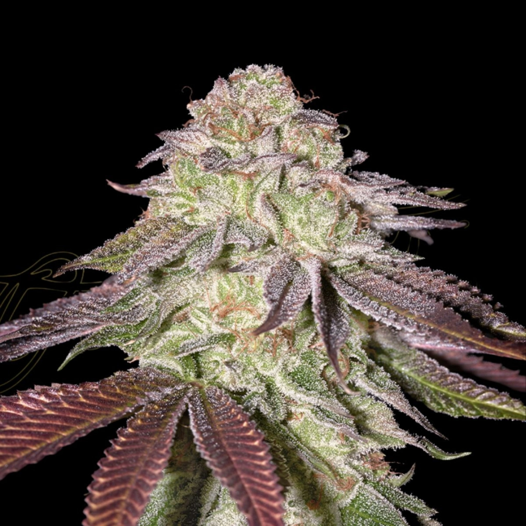 SUGARLATO AUTO – Greenhouse Seed Co – Autoflowering