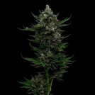 ALL GAS OG Cannabisblüte – gewachsen aus Feminisierte Hanfsamen von Humboldt Seed Company