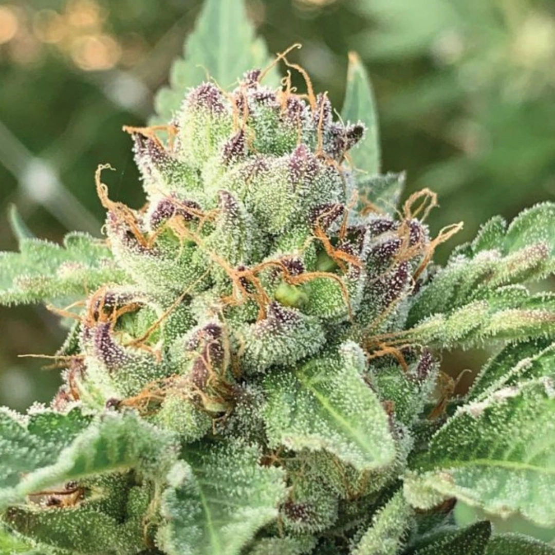 APPLE BLOSSOM – Humboldt Seed Company – Feminisiert