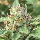 APPLE BLOSSOM Cannabisblüte – gewachsen aus Feminisierte Hanfsamen von Humboldt Seed Company