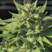 BIGFOOT GLUE Cannabisblüte – gewachsen aus Feminisierte Hanfsamen von Humboldt Seed Company