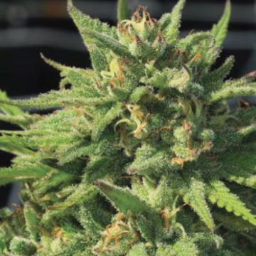 BIGFOOT GLUE Cannabisblüte – gewachsen aus Feminisierte Hanfsamen von Humboldt Seed Company