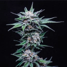 BLUEBERRY PANCAKES Cannabisblüte – gewachsen aus Feminisierte Hanfsamen von Humboldt Seed Company