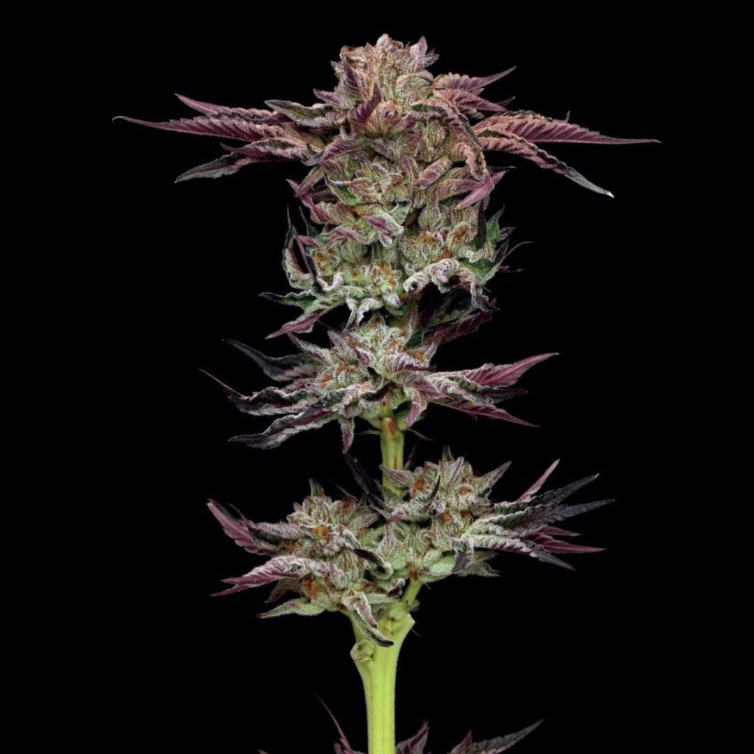 JELLY DONUTZ – Humboldt Seed Company – Feminisiert