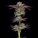JELLY DONUTZ Cannabisblüte – gewachsen aus Feminisierte Hanfsamen von Humboldt Seed Company