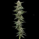 GARLIC BUDDER Cannabisblüte – gewachsen aus Feminisierte Hanfsamen von Humboldt Seed Company