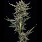 NOTORIOUS THC Cannabisblüte – gewachsen aus Feminisierte Hanfsamen von Humboldt Seed Company