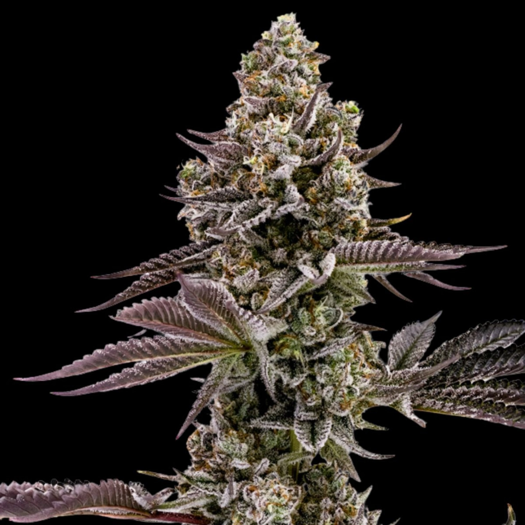 BLUEBERRY CUPCAKE – Humboldt Seed Company – Feminisiert