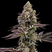 BLUEBERRY CUPCAKE Cannabisblüte – gewachsen aus Feminisierte Hanfsamen von Humboldt Seed Company