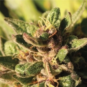 PINEAPPLE MUFFIN Cannabisblüte – gewachsen aus Feminisierte Hanfsamen von Humboldt Seed Company