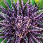 Purple Thai Cannabisblüte – gewachsen aus Feminisierte Hanfsamen von Anesia Seeds
