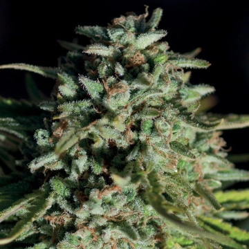 Pure Durban Cannabisblüte – gewachsen aus Feminisierte Hanfsamen von Anesia Seeds