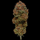 BLUEBERRY MUFFIN Cannabisblüte – gewachsen aus Feminisierte Hanfsamen von Humboldt Seed Company