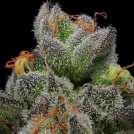 CARAMEL CREAM Cannabisblüte – gewachsen aus Feminisierte Hanfsamen von Humboldt Seed Company