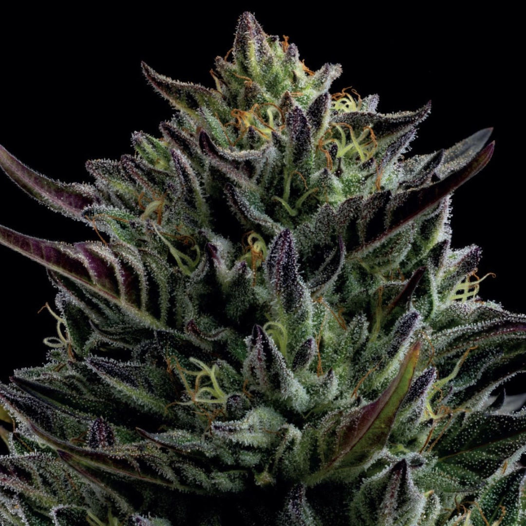 CALIFORNIA OCTANE – Humboldt Seed Company – Feminisiert