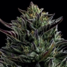 CALIFORNIA OCTANE Cannabisblüte – gewachsen aus Feminisierte Hanfsamen von Humboldt Seed Company