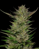DON CARLOS Cannabisblüte – gewachsen aus Feminisierte Hanfsamen von Humboldt Seed Company
