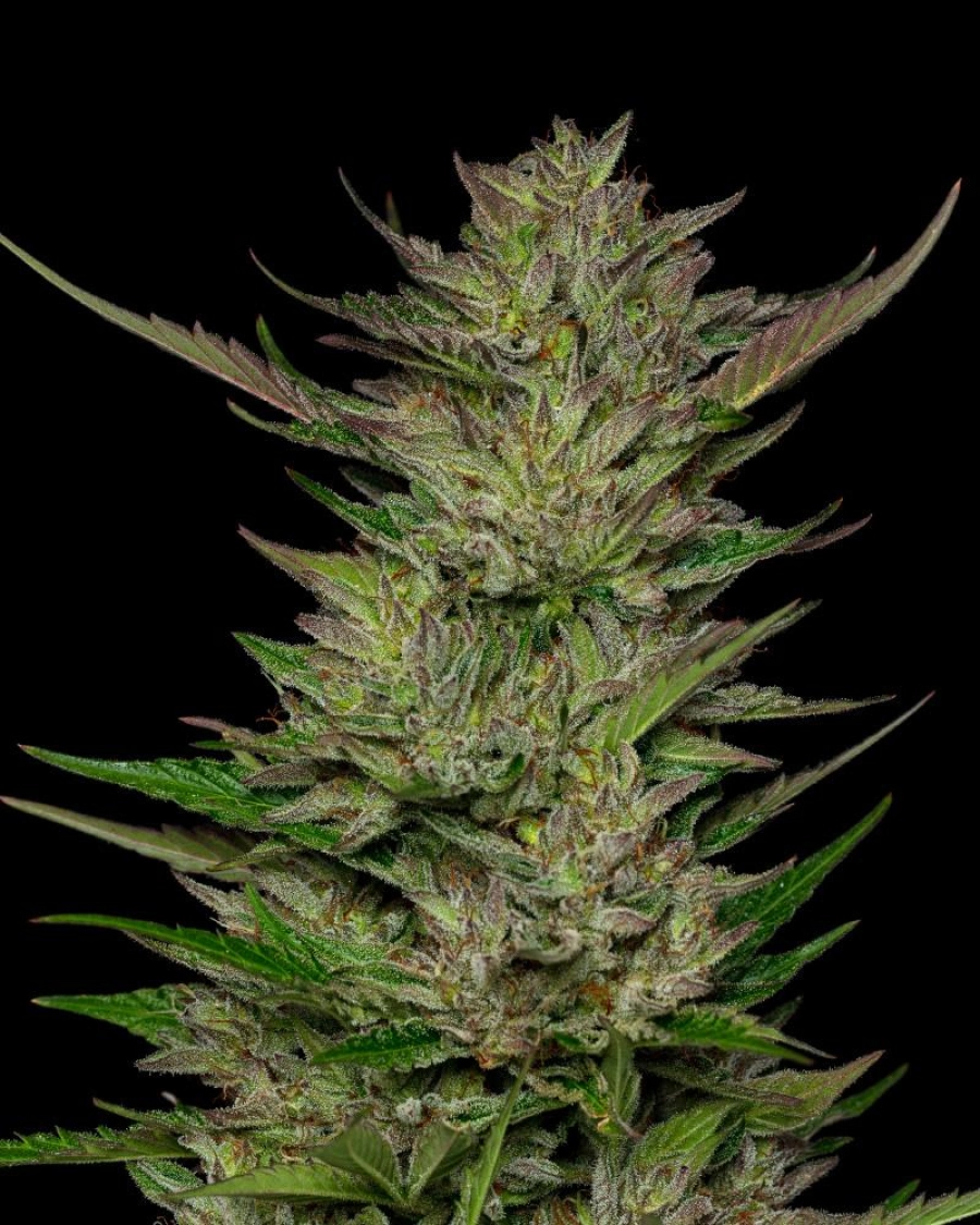 DON CARLOS – Humboldt Seed Company – Feminisiert